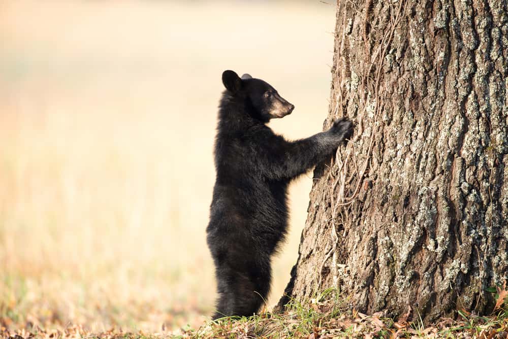 baby black bear clawing a tree in the smoky mountains