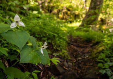 white trillium wildflower along a hiking trail in the smoky mountains