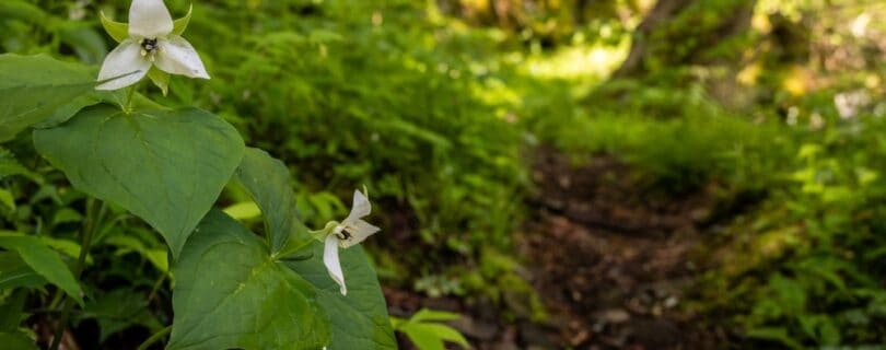 white trillium wildflower along a hiking trail in the smoky mountains