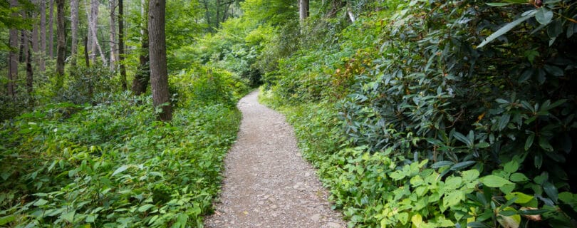 best trails in the smokies