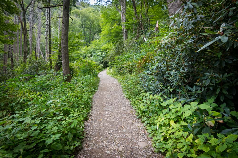 The Curry Mountain Trail: An Underrated Smoky Mountain Hiking Trail