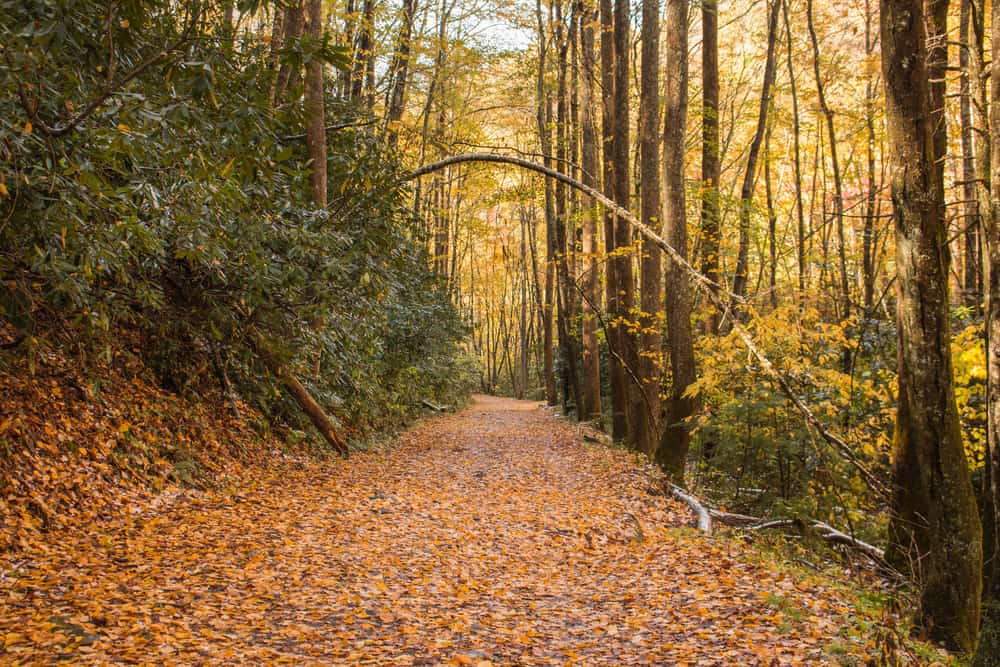 best hikes in the great smoky mountains