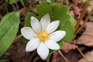 bloodroot wildflower in the Smoky Mountains