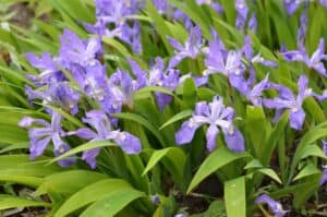 crested dwarf irises in the Smokies